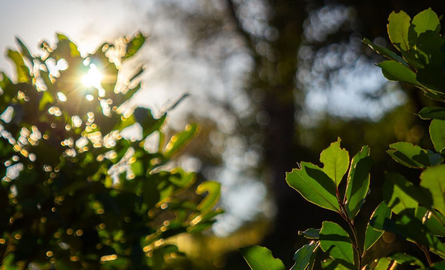 Projeto de erva mate orgânica financiado pelo BRDE expande fronteiras e recebe certificações internacionais