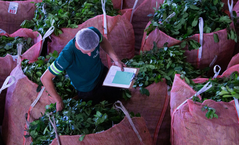 Projeto de erva mate orgânica financiado pelo BRDE expande fronteiras e recebe certificações internacionais