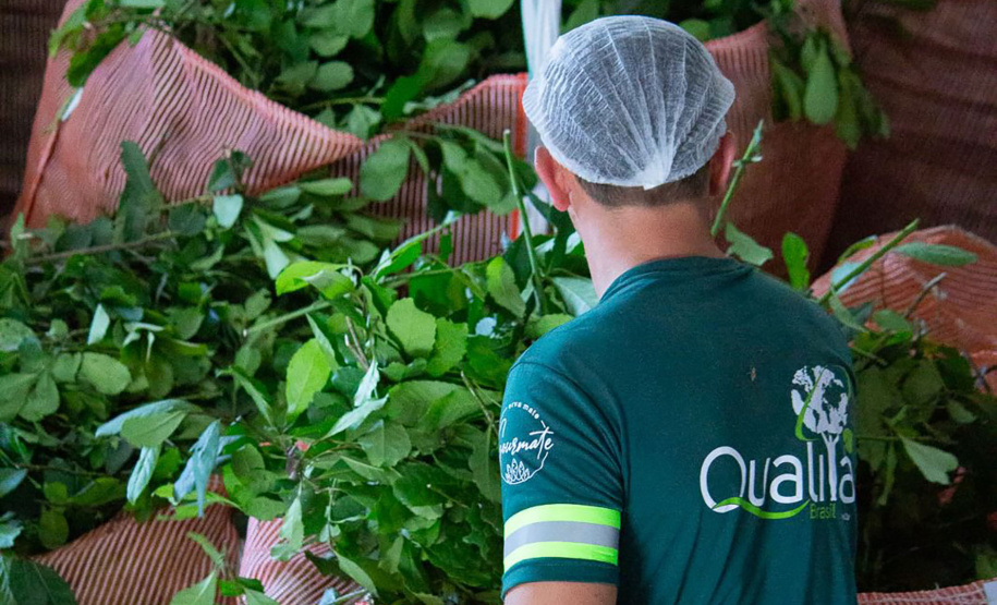 Projeto de erva mate orgânica financiado pelo BRDE expande fronteiras e recebe certificações internacionais
