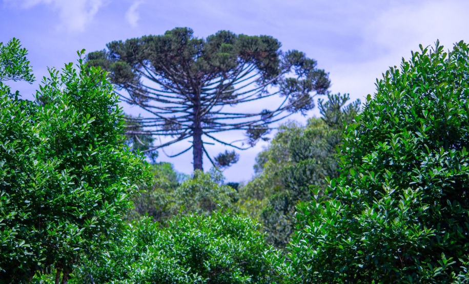 Projeto de erva mate orgânica financiado pelo BRDE expande fronteiras e recebe certificações internacionais