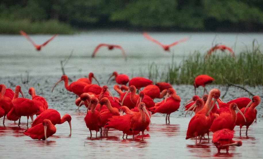 IAT GUARÁS GUARATUBA