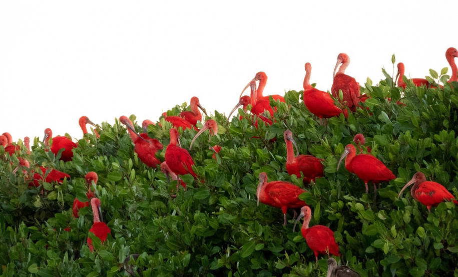 IAT GUARÁS GUARATUBA