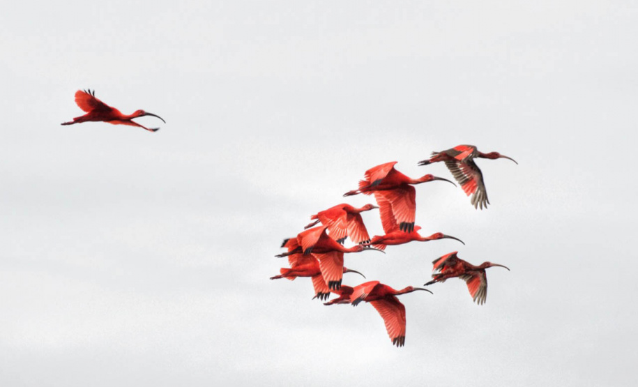 IAT GUARÁS GUARATUBA