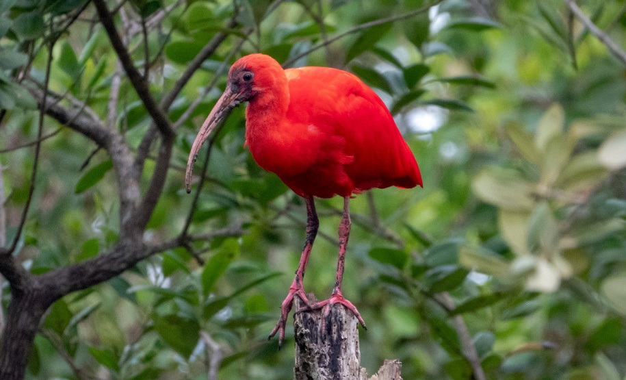 IAT GUARÁS GUARATUBA