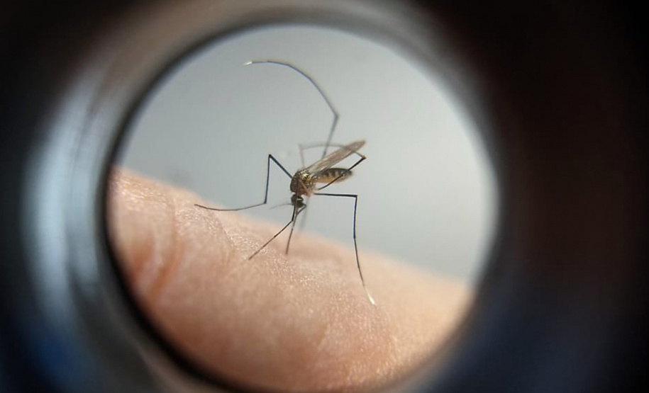 MOSQUITO DENGUE