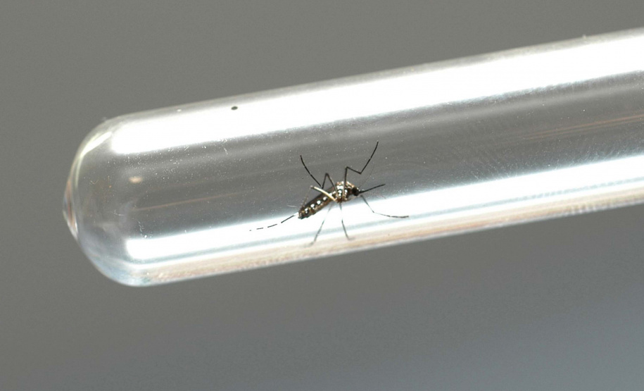 VACINA DENGUE