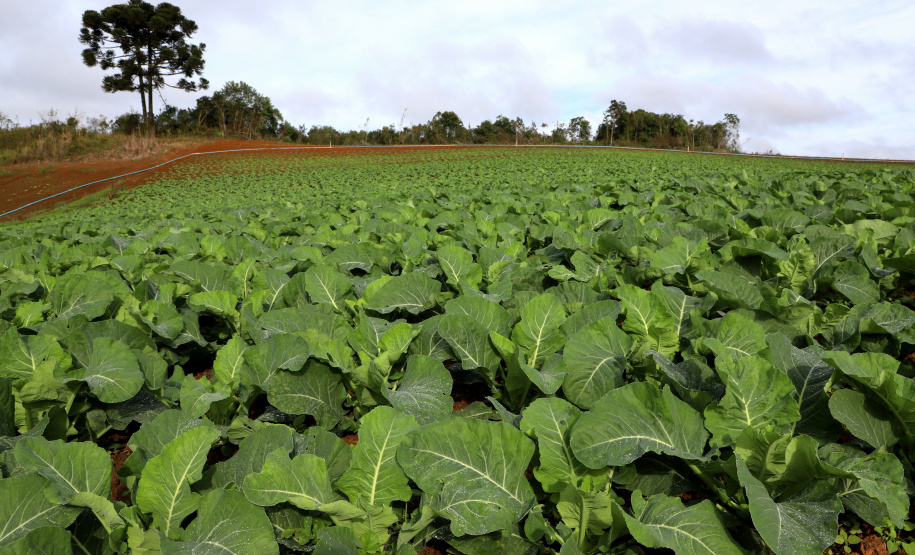 PLANTAÇÃO HORTALIÇAS
