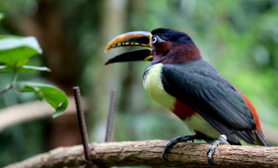 IAT promove observação de aves guiada na Ilha do Mel