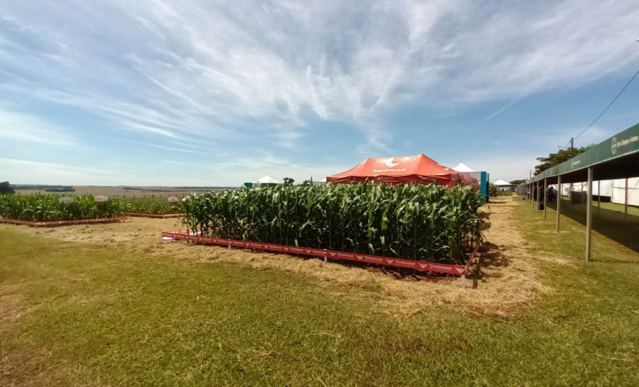 Dias de Campo divulgam inovação e boas práticas agrícolas no Oeste do Paraná