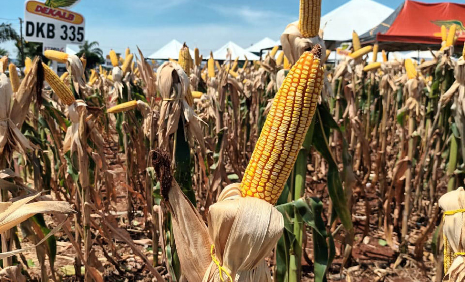 Dias de Campo divulgam inovação e boas práticas agrícolas no Oeste do Paraná