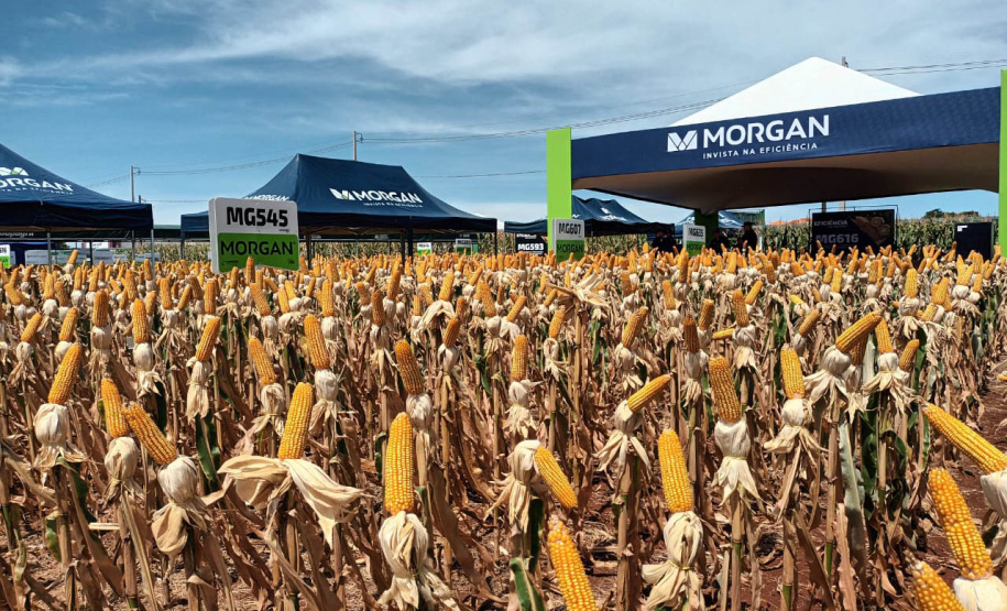 Dias de Campo divulgam inovação e boas práticas agrícolas no Oeste do Paraná