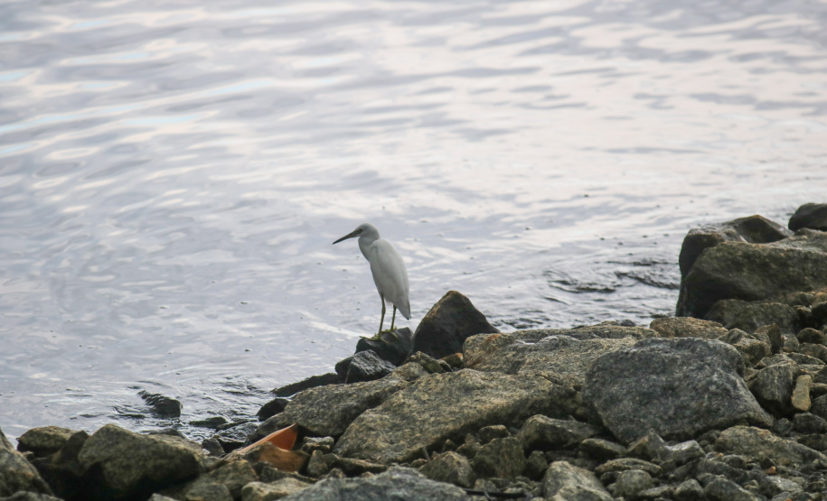 Com revitalização da Orla, canal do Rio Matinhos vira refúgio para biguás e garças