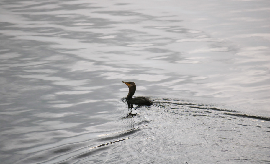 Com revitalização da Orla, canal do Rio Matinhos vira refúgio para biguás e garças