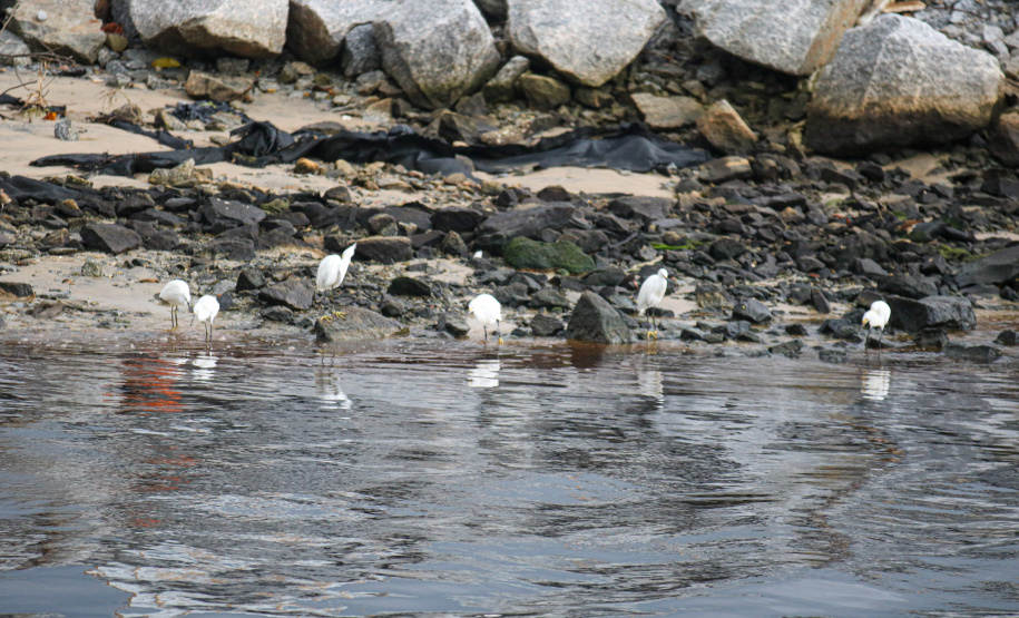 Com revitalização da Orla, canal do Rio Matinhos vira refúgio para biguás e garças
