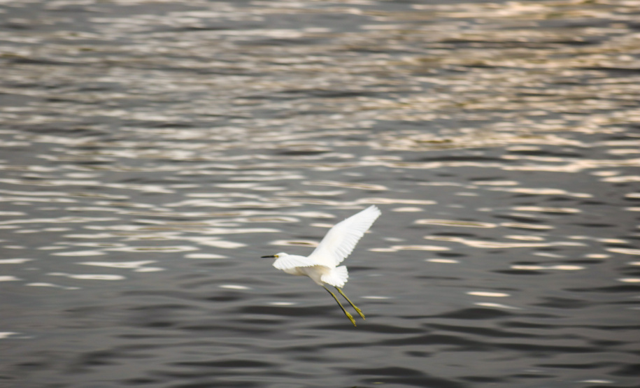Com revitalização da Orla, canal do Rio Matinhos vira refúgio para biguás e garças