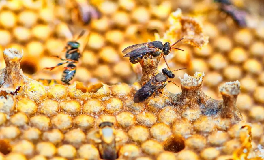 Produtores do Litoral formam associação para incentivar criação de abelhas sem ferrão