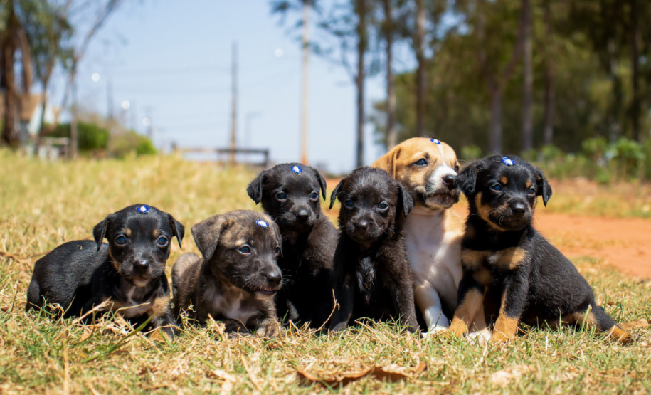 Governo do Estado convida organizações da sociedade civil para participação no Conselho Estadual de Direitos Animais (CEDA)