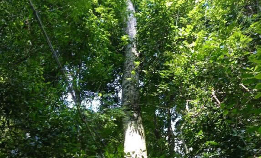 Árvores centenárias são o charme do Parque São Camilo.