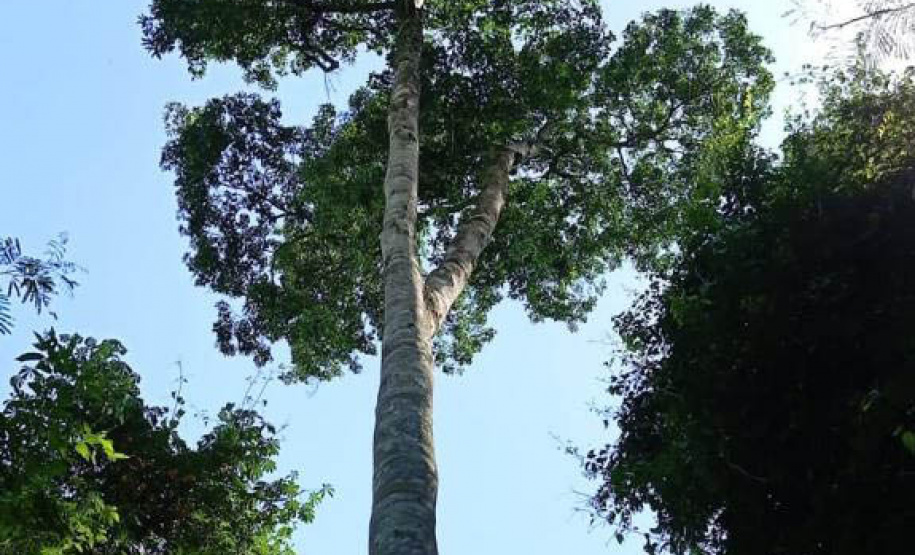 Árvores centenárias são o charme do Parque São Camilo.