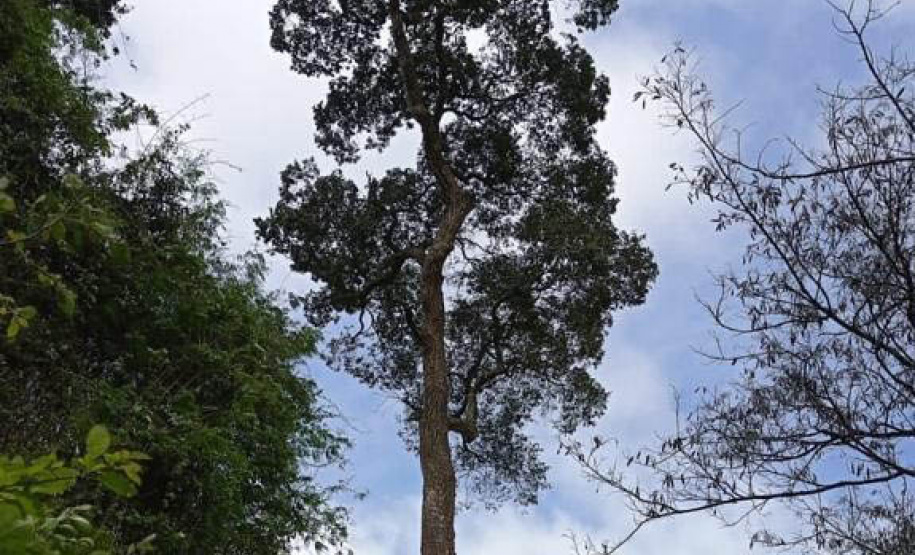 Árvores centenárias são o charme do Parque São Camilo.