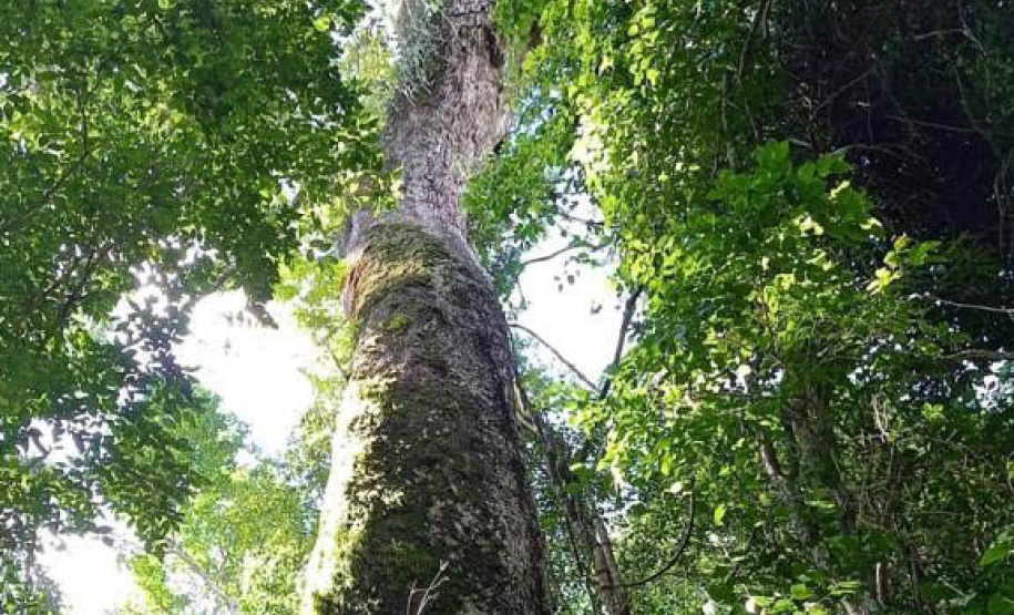 Árvores centenárias são o charme do Parque São Camilo.