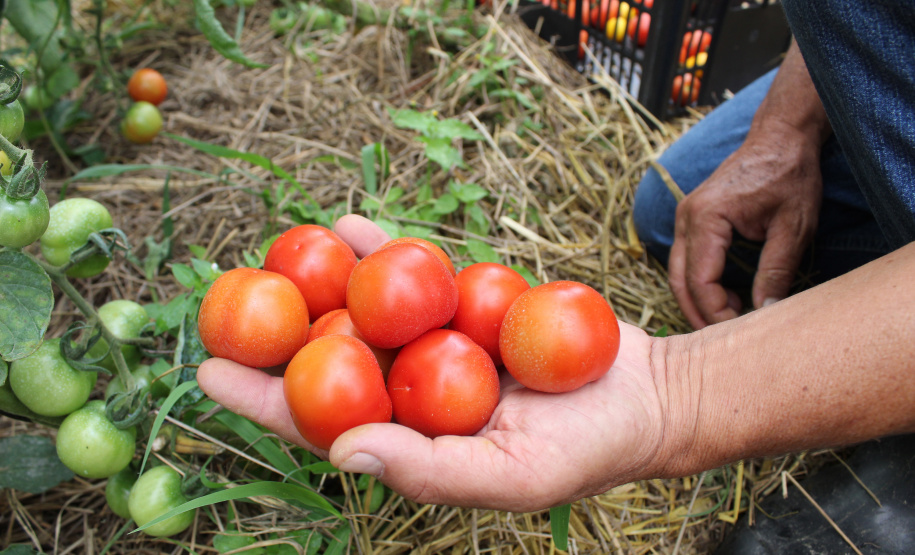 TECPAR PRODUTOS ORGÂNICOS NÃO CERTIFICADOS