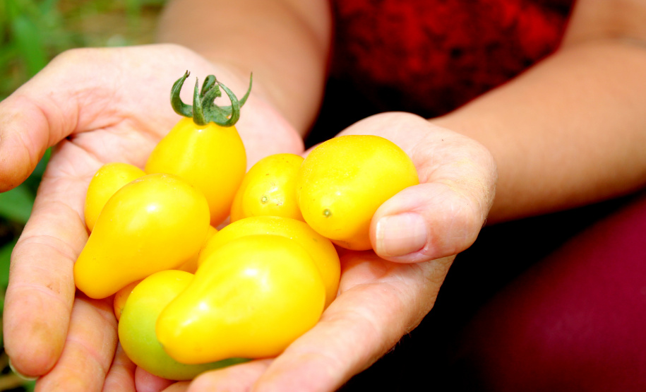 TECPAR PRODUTOS ORGÂNICOS NÃO CERTIFICADOS