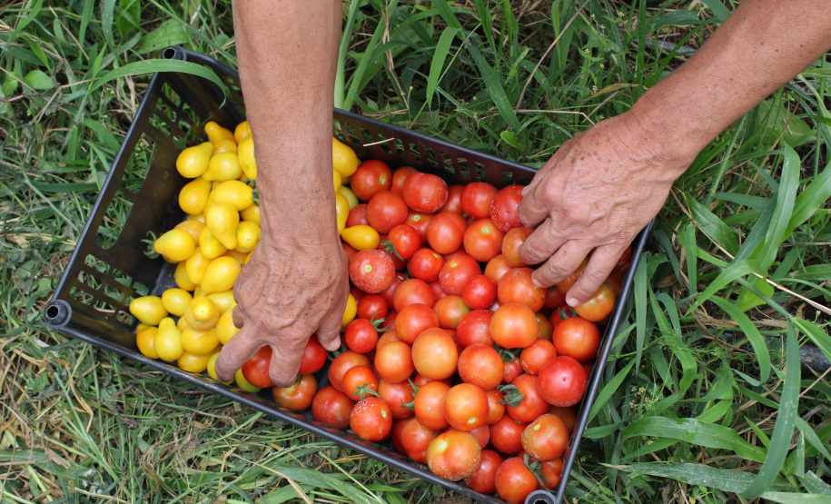 TECPAR PRODUTOS ORGÂNICOS NÃO CERTIFICADOS