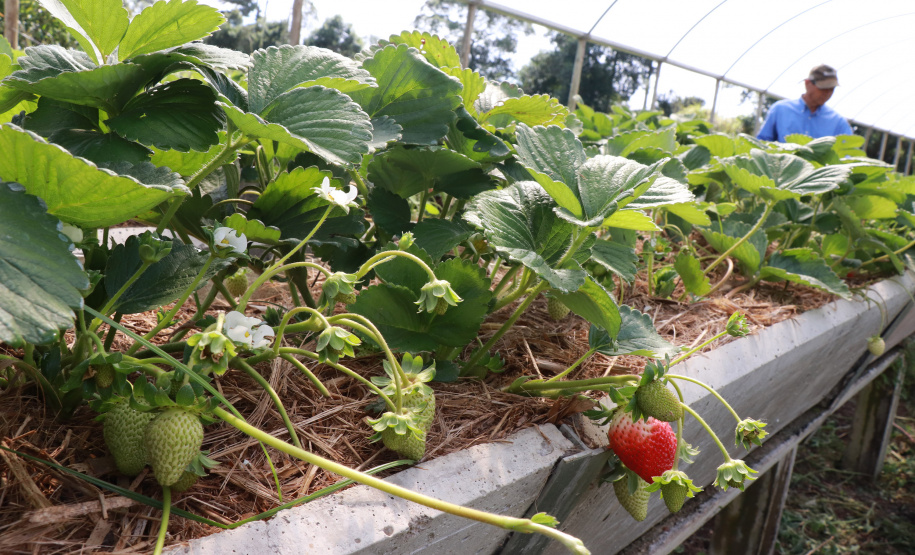 TECPAR PRODUTOS ORGÂNICOS NÃO CERTIFICADOS