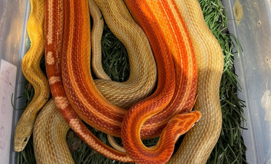 IAT ANIMAIS RESGATADOS