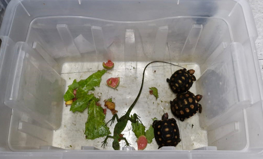 IAT ANIMAIS RESGATADOS