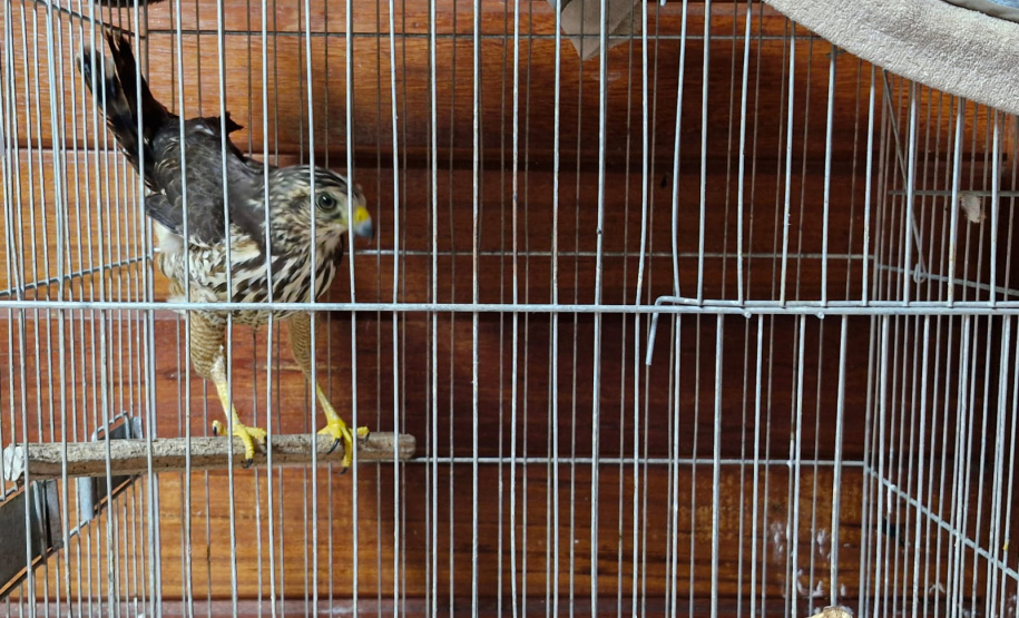 IAT ANIMAIS RESGATADOS