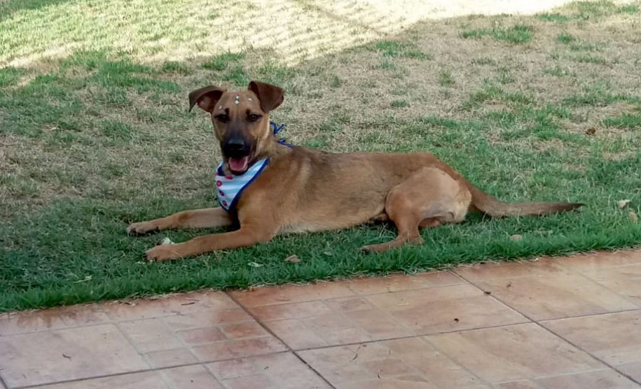 Governo do Estado convida organizações da sociedade civil para participação no Conselho Estadual de Direitos Animais (CEDA)