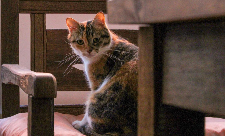 Governo do Estado convida organizações da sociedade civil para participação no Conselho Estadual de Direitos Animais (CEDA)