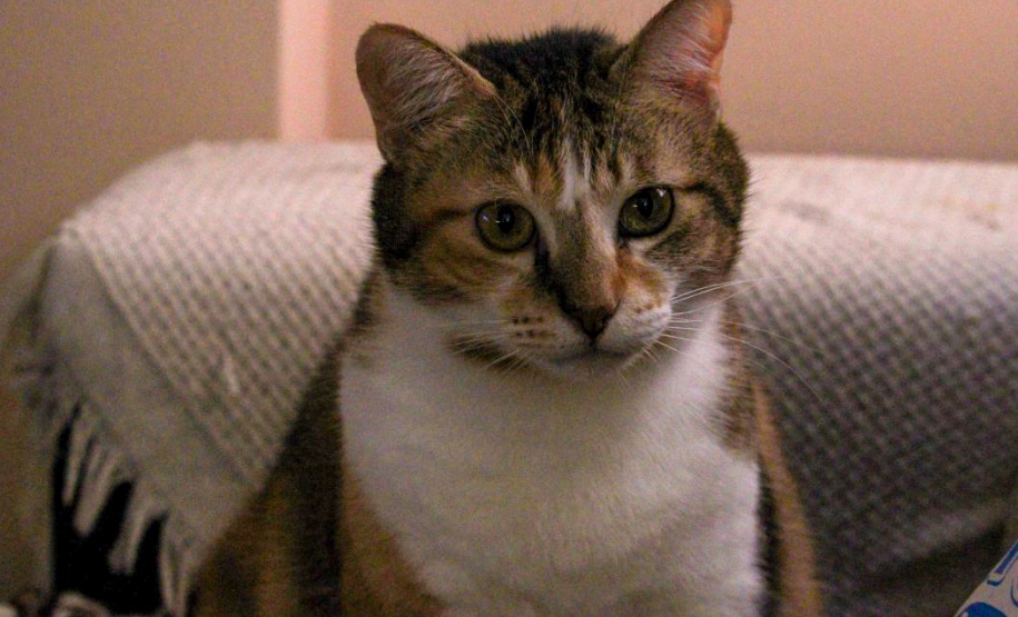 Governo do Estado convida organizações da sociedade civil para participação no Conselho Estadual de Direitos Animais (CEDA)