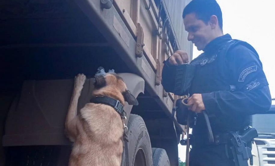 Cães policiais garantem precisão em operações da Polícia Penal do Paraná