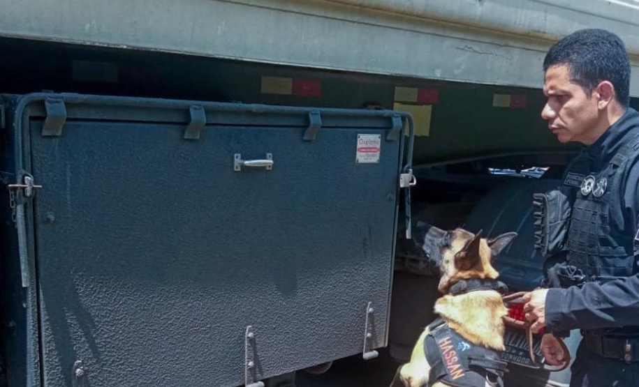 Cães policiais garantem precisão em operações da Polícia Penal do Paraná