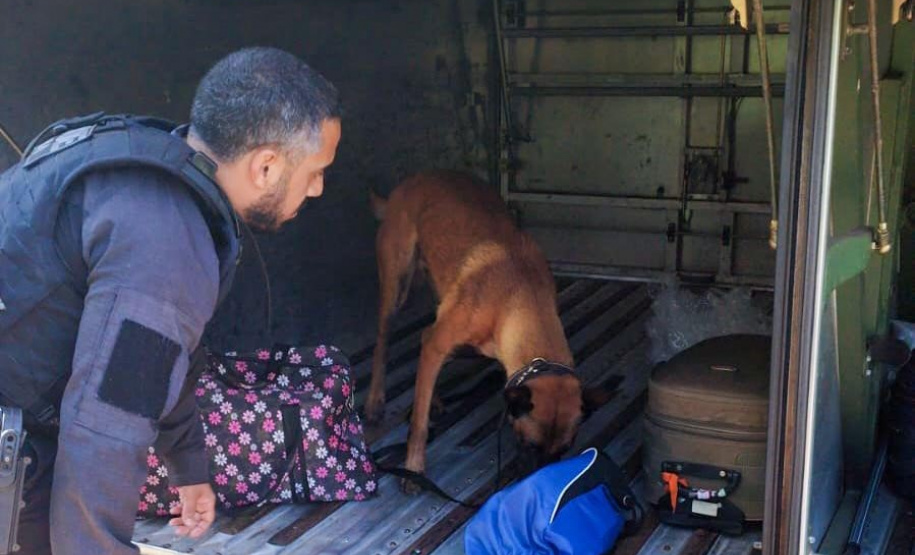 Cães policiais garantem precisão em operações da Polícia Penal do Paraná