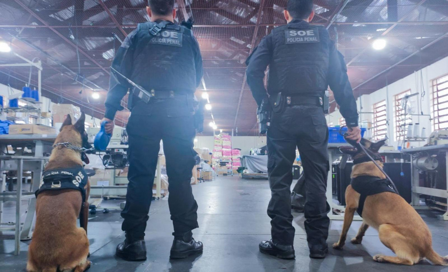 Cães policiais garantem precisão em operações da Polícia Penal do Paraná