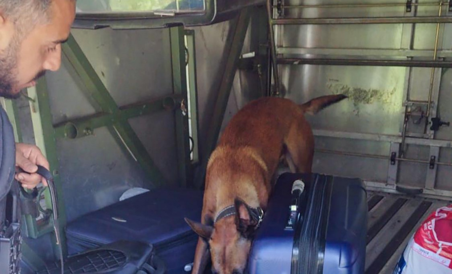 Cães policiais garantem precisão em operações da Polícia Penal do Paraná