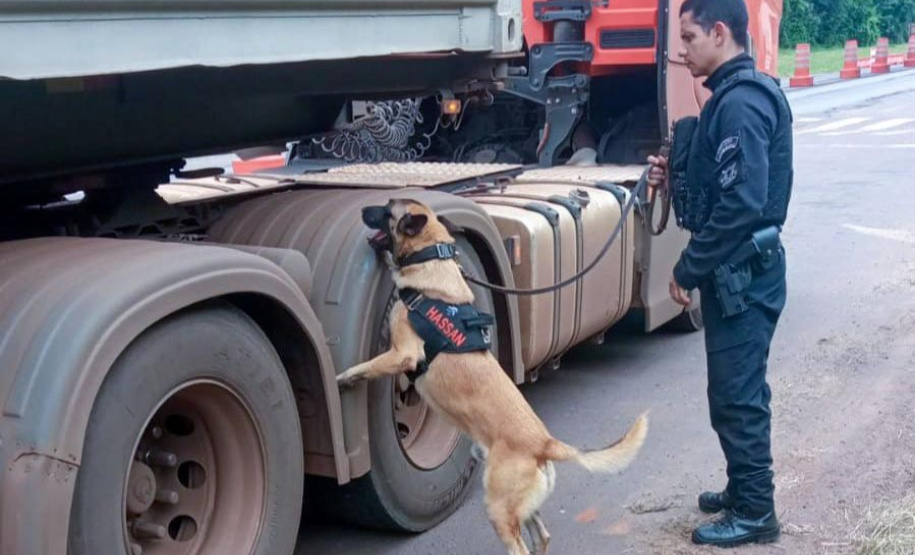 Cães policiais garantem precisão em operações da Polícia Penal do Paraná