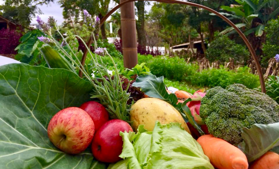 Políticas do Estado ampliam acesso à alimentação saudável no combate à obesidade