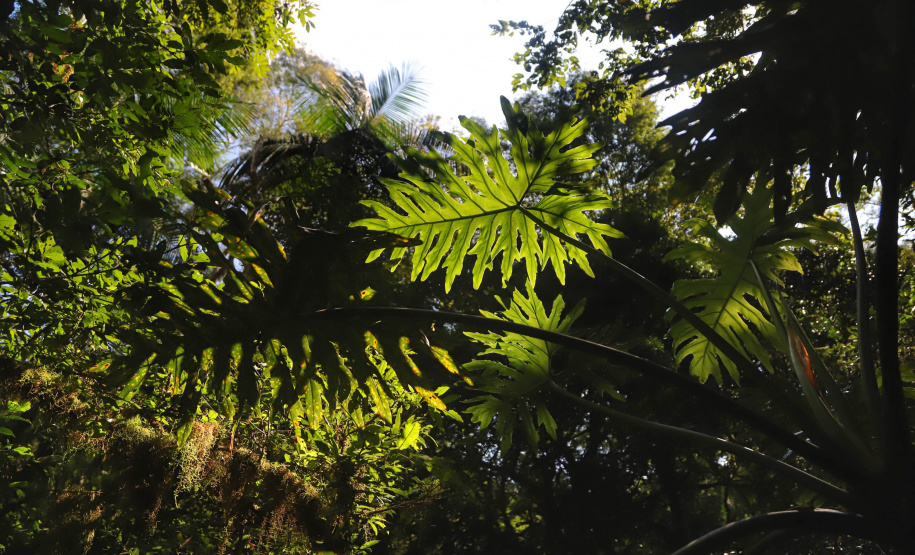 ICMS por Biodiversidade: municípios têm até 30 de abril para cadastrar novas áreas