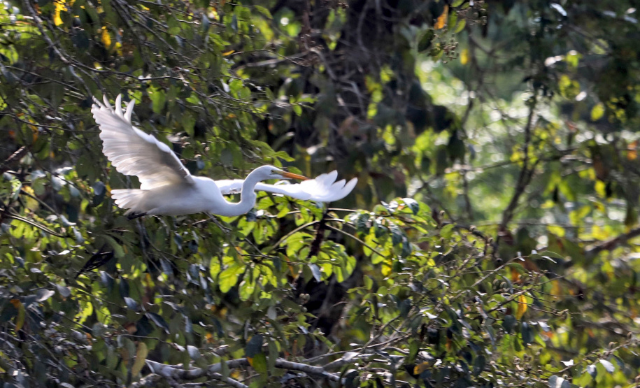 ICMS por Biodiversidade: municípios têm até 30 de abril para cadastrar novas áreas