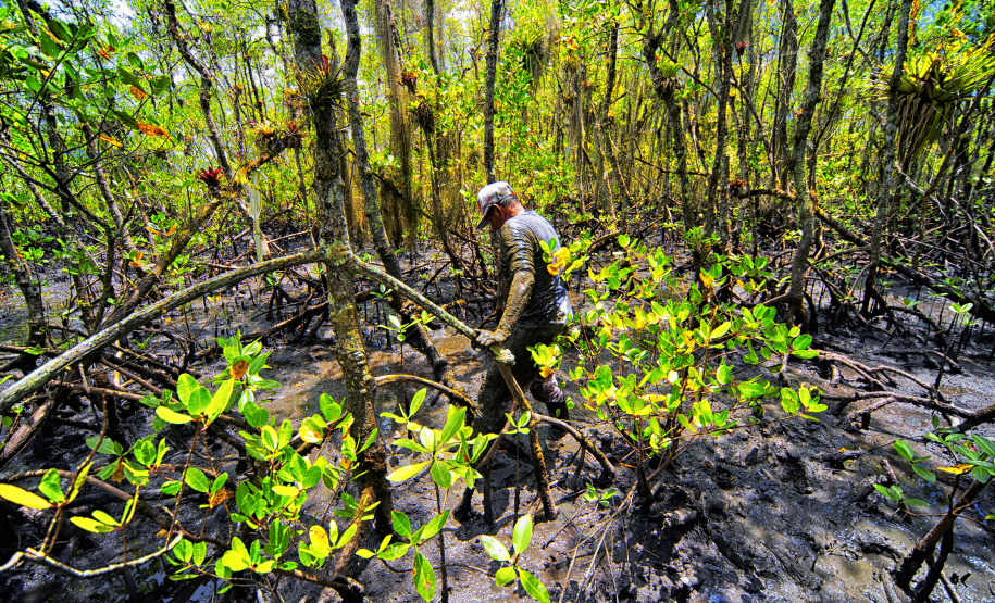 Proibição da pesca do caranguejo-uçá começa nesta sexta-feira no Paraná