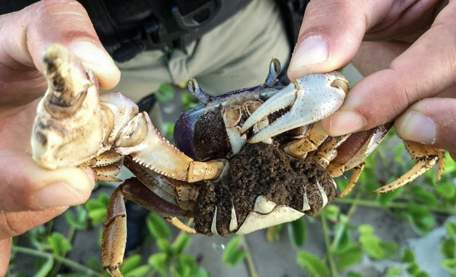 Proibição da pesca do caranguejo-uçá começa nesta sexta-feira no Paraná