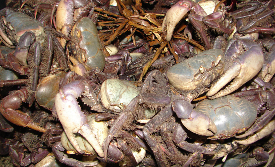 Proibição da pesca do caranguejo-uçá começa nesta sexta-feira no Paraná