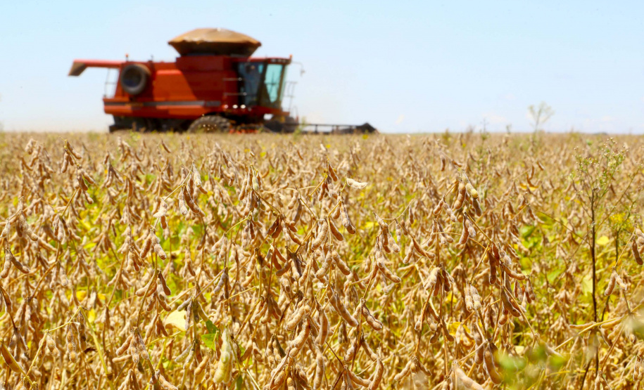 Boletim agropecuário analisa safra de 18,8 milhões de toneladas de soja e preços das carnes