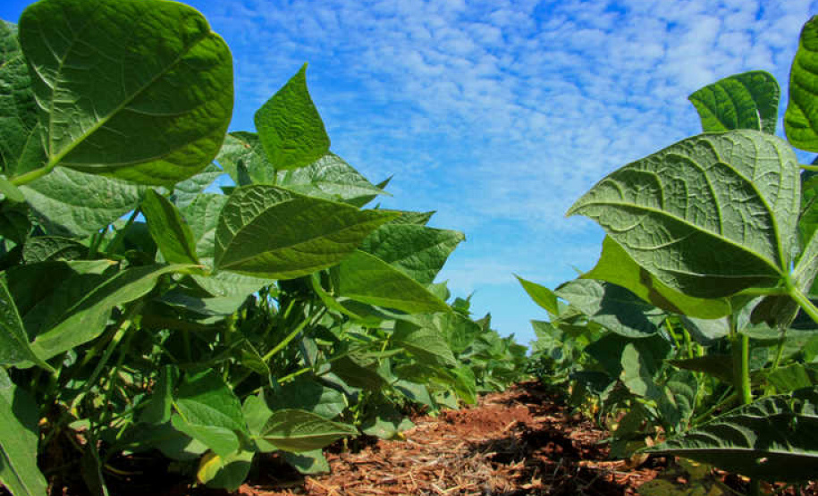 DERAL AUMENTO ÁREA FEIJÃO