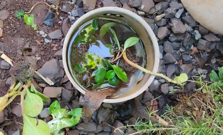 Limpeza e conscientização: ações do Dia D da dengue acontecem em todo o Paraná neste sábado